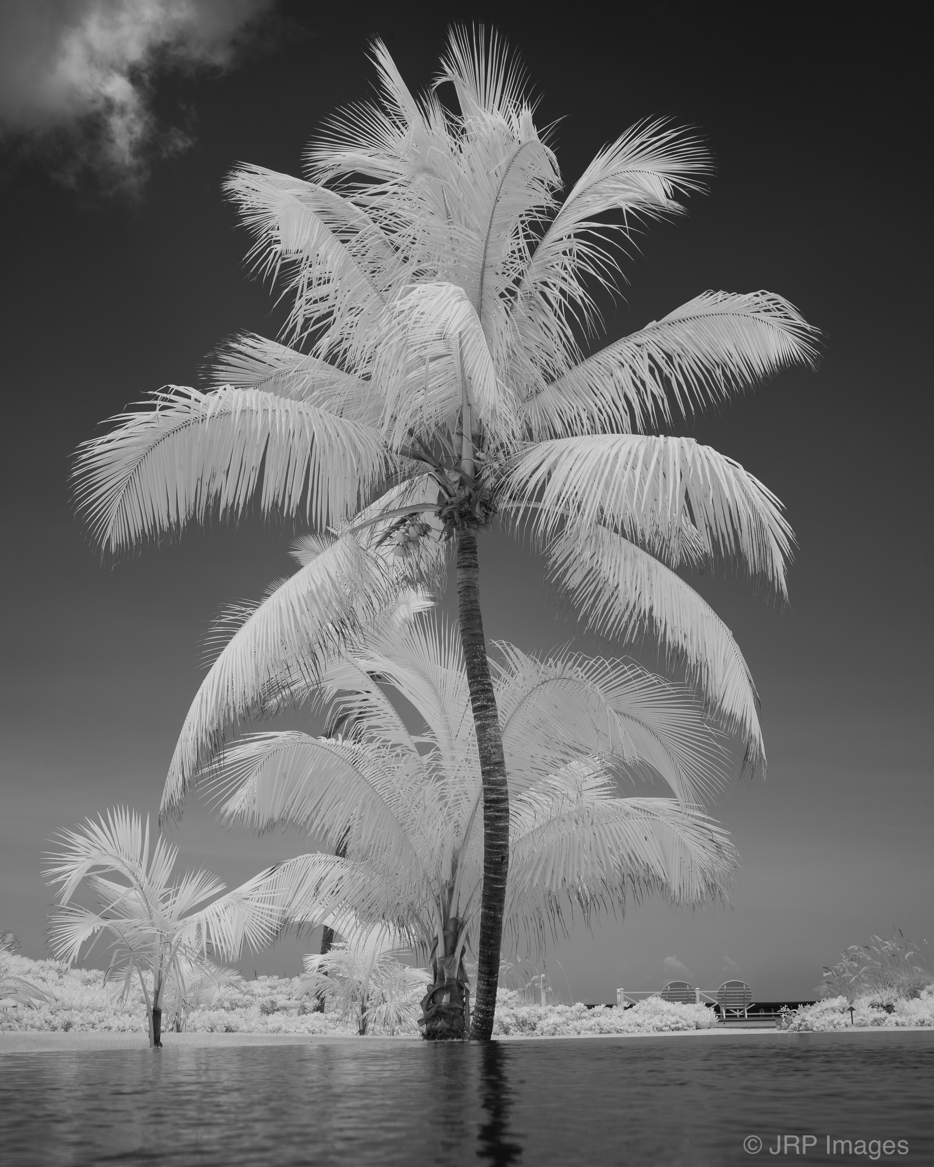 Solo Palm Tree